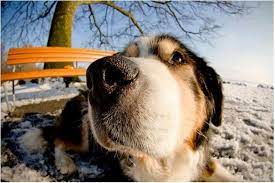 17 49us Freeshipping 3 In 1 Wide Lens Macro Lens 180 Fish Eye Lens For Iphone 4 4s 5 5s 5c For All Mobile Phones Digital Camera Lens For Nikon D5100 Eye