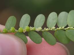 Image result for Phyllanthus amarus