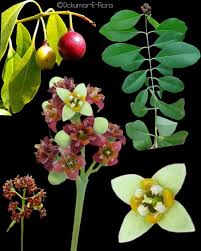 Image result for Santalaceae