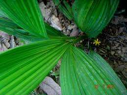 Image result for Curculigo latifolia