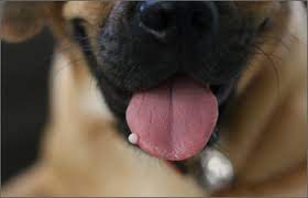 Anemia will cause the membranes of your dog's gums to be pale pink to white. What Could White Bumps On My Dog S Tongue Be