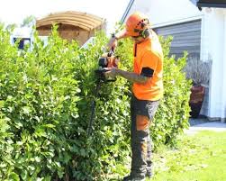 Services - ArborCare Tree Company - Gisborne Tairāwhiti