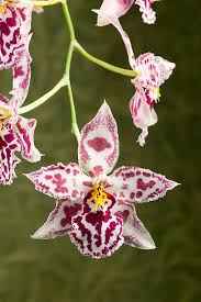 Image result for Orthochilus odontoglossus