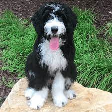 There are three common generation options on the market: How Much Do Bernedoodles Cost Lover Doodles