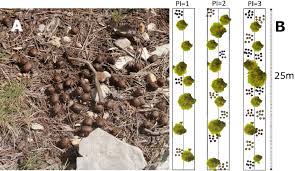 The american petroleum institute (api) is the only national trade association that represents all aspects of america's oil and natural gas industry. Pellet Accumulation As A Proxy For Herbivore Pressure In A Mediterranean Ecosystem Sciencedirect