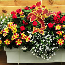 Plantes idéales pour les potées fleuries et les jardinières. Collection Leslie Prete A Planter En Mi Ombre Ou Au Soleil Impatiens Coleus Petunia Lobelia Dans Des Fleur Jardiniere Decoration Jardin Jardin De Rocaille