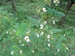 Image result for Aeschynomene elaphroxylon