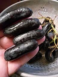 Aug 12, 2018 · what are sweet sapphire grapes? These Sweet Sapphire Grapes Are Almost As Big As My Fingers Mildlyinteresting