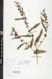 Image result for Triumfetta setulosa