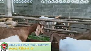 See more of kursus penternakan kambing pedaging & asas perniagaan sabah on facebook. 0815 7804 5670 Kursus Budidaya Kambing Jawa Jogjakarta April 2021