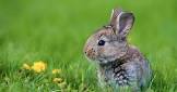 funny amimals tvs