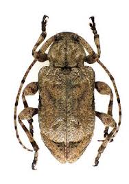 Image result for Leptaulus