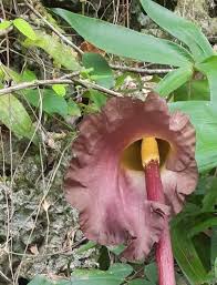 Image result for Tapinanthus forbesii