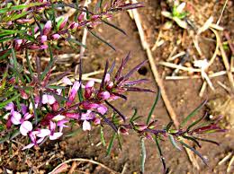 Image result for Muraltia