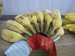 While finding a blue java banana in the united states and canada might be difficult, there is one place online that you can order from. Blue Java Banana Wikipedia