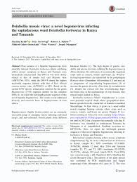 Image result for Deinbollia borbonica