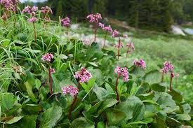 Miss piggy bergenia cordifolia uspp 32,132, can pbraf. Bergenien Die 10 Besten Pflege Und Pflanztipps