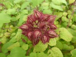 Image result for Rubus adolfi-friederici