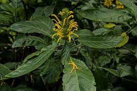 Image result for Justicia aurea