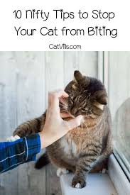 Depending on the factors that drive your cats into biting, cat bites can actually be pretty dangerous—not only to humans but also the cats themselves, as how do you teach a cat not to bite? E0efprw Dppmpm