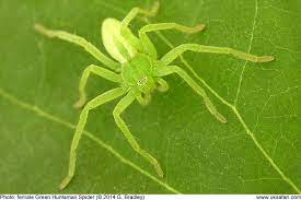 The sector spider, which eats small insects, is found all over britain all year around, often on window frames egg sacs are hidden in a bright white coloured spider silk with the female normally standing guard over them. Green Huntsman Spiders Micrommata Virescens Uk Safari