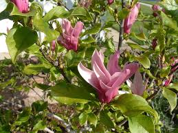 Image result for magnolia soulangeana