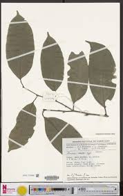 Image result for Strombosia scheffleri