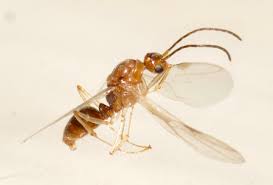 Acrobat ant argentine ant carpenter ant citronella ant crazy ant field ant fire ant ghost ant harvester ant odorous ant n. Asian Needle Ant Brachyponera Chinensis Bugguide Net
