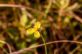 Image result for Xyris capensis