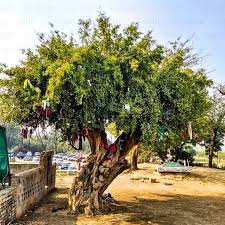 Image result for Salvadora persica