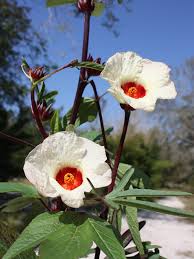 Image result for Hibiscus barbosae