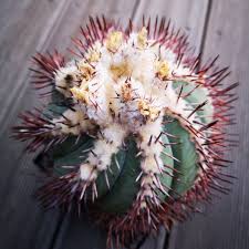 With those tools you can have a very steady and nutritious supply of a tasty wild edible, and not only in warm areas. What Does It Mean If Someone Gives You A Cactus Succulent City