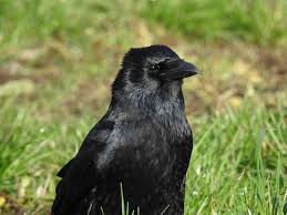 Corneille Noire Carrion Crow Corvus Corone By Thomas Humbert Animals Bird Blackbird Blackfeathers Corvids Wildlife Photography Beautiful Birds Animals