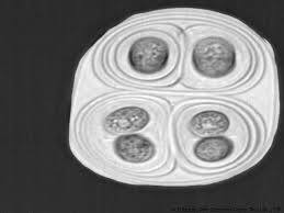 Image result for Scleria globonux