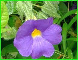 We did not find results for: Nama Bunga Foto Foto Makna Dan Artinya Lengkap Ekor9 Com