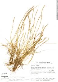 Image result for Pseudechinolaena polystachya