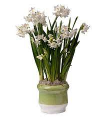 Paperwhite Narcissus Bulb Garden Gift Plowhearth Narcissus Bulbs Flower Bulb Gifts Garden Bulbs