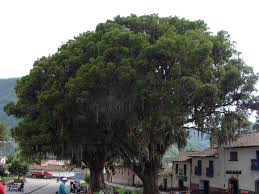 Image result for Erythrina falcata