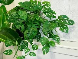 Berikut adalah 3 jenis tanaman hias dalam ruangan terbaik untuk menjaga rumah tetap sejuk dan segar. 5 Jenis Tanaman Hias Menjadi Primadona Di Saat Pandemi Covid 19 Jurnalpost