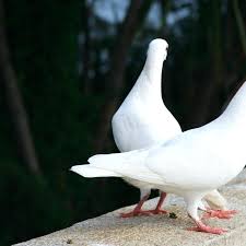 We did not find results for: Love Birds Hd Wallpapers Free Download Poto Butut