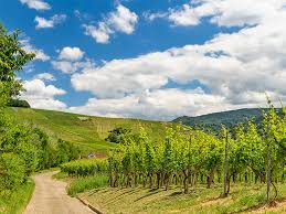 Castles around ipsheim our tour recommendations are based on thousands of activities completed by other people on komoot. Ipsheimer Wein Wander Tag