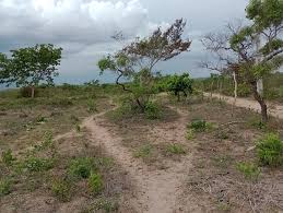 Terrenos, sítios e fazendas - Biritinga, BA | OLX