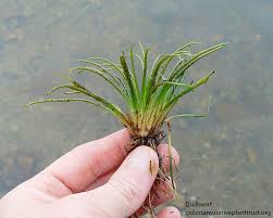 Image result for Isoetes