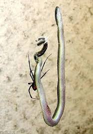 Their venom also contains neurotoxins, but one which can kill a human being in 15. Spider Eats Snake At Office In South Africa Daily Mail Online