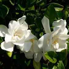 Check spelling or type a new query. Southern Living Plants Live Jubilation Gardenia Flowering Bush 2 5 Qt Walmart Com Walmart Com