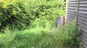 The contrast of dark soil and green leaves is one of the best color combinations you can come up with. Overgrown Garden Before Clear Up Youtube
