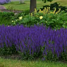 Top perennials used in bee gardens. 10 Perennials For Bees Other Pollinators Proven Winners