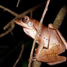 Image result for Polystachya macropoda