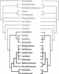 Image result for Vahliaceae