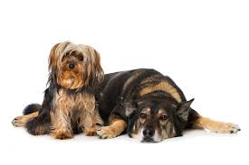 Bekijk meer ideeën over dieren tekenen, tekenen, schattig. Twee Honden Of Meer In Huis Waar Moet Je Rekening Mee Houden